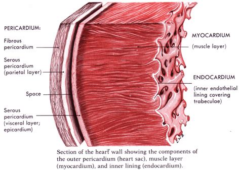 The Heart: Great Layers of Heart