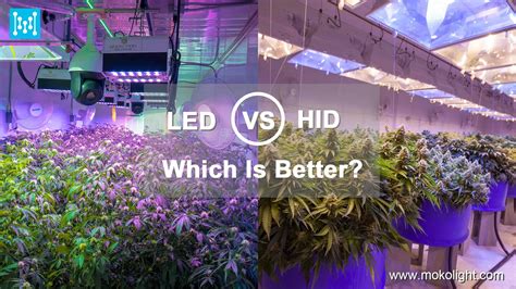 LED vs HID Grow Lights: Which is Better? - mokolight