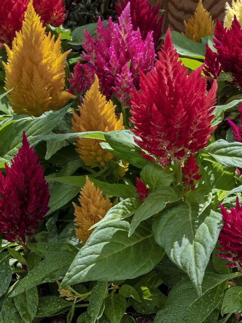 Annuals – Harvest View Greenhouses Harvest View Greenhouses