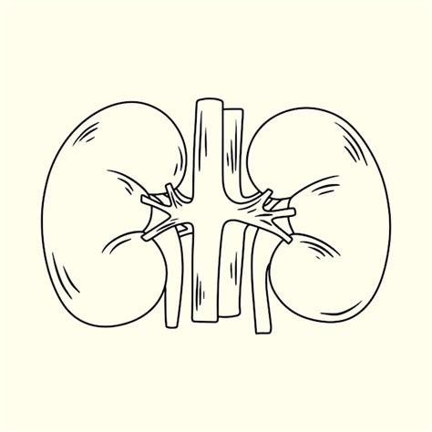 Kidney Simple Drawing Images - Free Download on Freepik