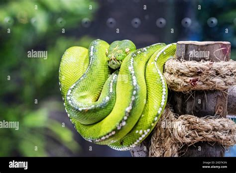 Image result for Green Tree Python Pet