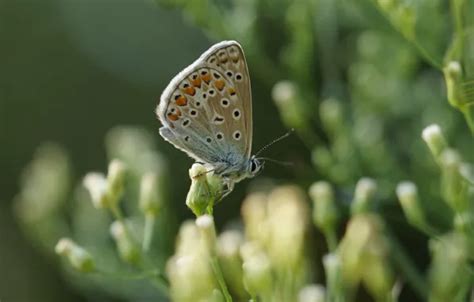 Download wallpaper summer, butterfly, insect, section macro in ...