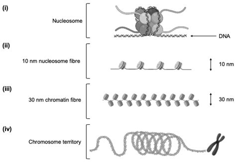 The Prospective Study of Epigenetic Regulatory Profiles in Sport and ...