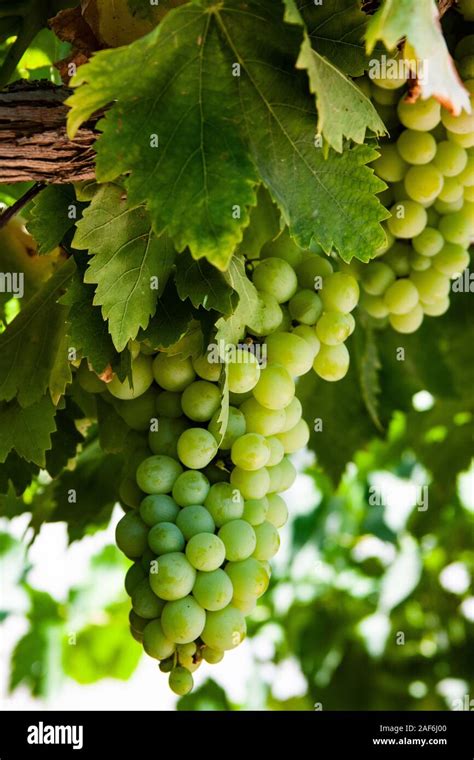 Grapes 的图像结果