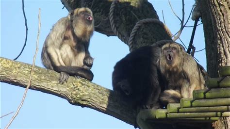 Howler Monkeys Go OoOoOoOo (Communal Screaming Hours) - YouTube
