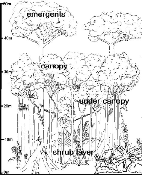 Rainforest Environment 的图像结果