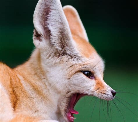 Fennec Fox Extinction 的图像结果