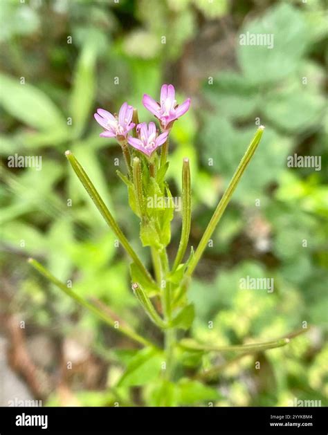 fringed willowherb (Epilobium ciliatum Stock Photo - Alamy