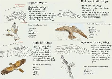 4 types of wings by SleepyFennec on DeviantArt