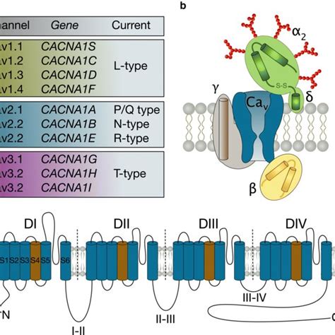 Image result for Calcium Channel Complex