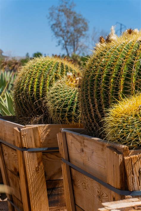 Golden Barrel (Echinocactus grusonii) — Cactus World