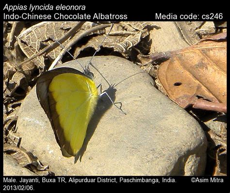 Appias lyncida | Butterfly