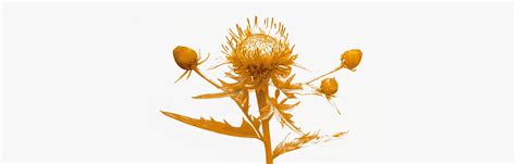 Cardo mariano: beneficios para el hígado y otros efectos