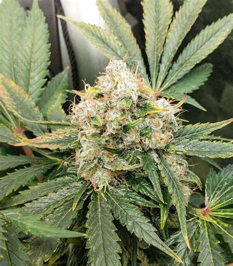 Image result for Alien OG Seeds