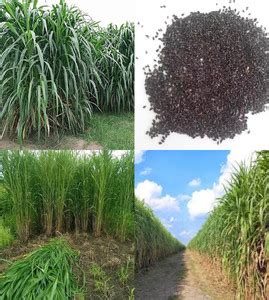 ibains Nepier grass seed beez 538 Seed Price in India - Buy ibains ...