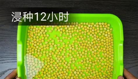 豌豆苗的种植方法_360新知