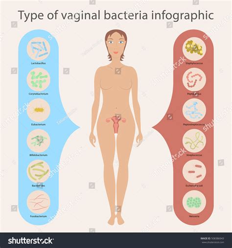 Gynecology Vector Illustration Womans Vaginal Flora Stock Vector (Royalty Free) 508386943 ...