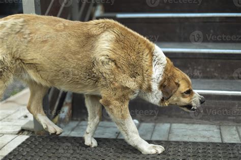 Angry dog. Stray dog grinds his teeth. Aggressive animal. Preparing for attack. 12612118 Stock ...