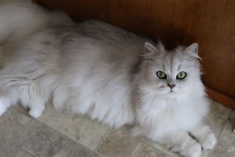 Cat friendly hotels in or around greater Seattle? : r/Seattle