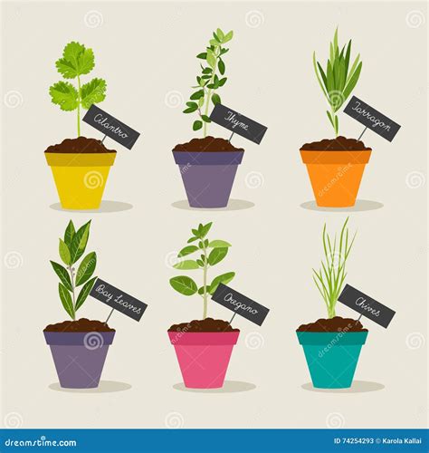 Herb Garden with Pots of Herbs Set 2 Stock Vector - Illustration of ...