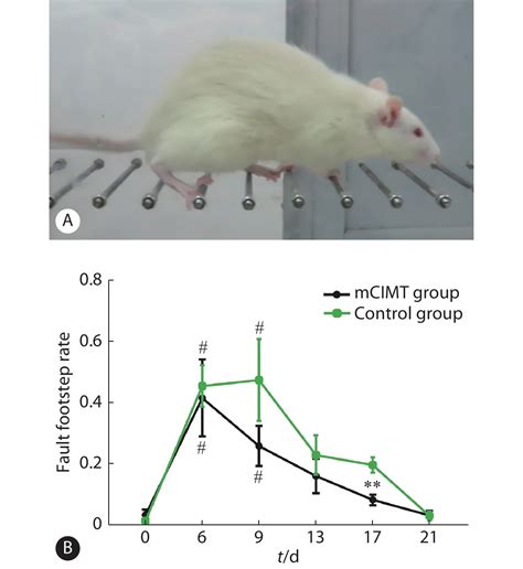脑缺血(CI)小鼠模型, 武汉云克隆动物有限公司