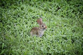 Image result for Baby Bunny Nest Disturbed
