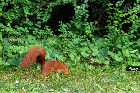 Image of Red eurasian squirrel hopping on the ground in the sunshine searching for food like ...