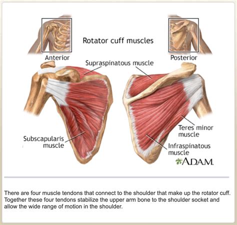 Shoulder Tendons Anatomy Rotator Cuff Tear Steven Chudik MD