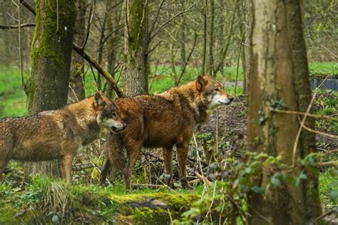 What Scientists Learned from a 40-Year Study of Wild Wolves