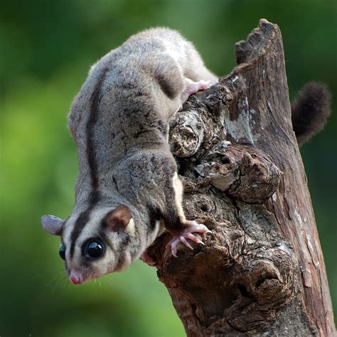 Vietnam's animals: Explore the country’s wildlife kingdom