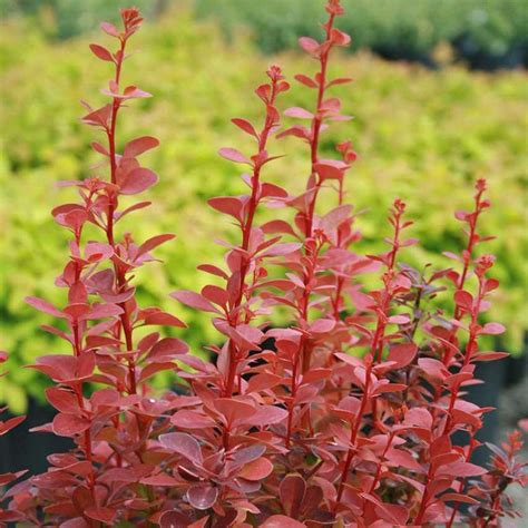 Orange Rocket Barberry Shrubs | Plant Addicts