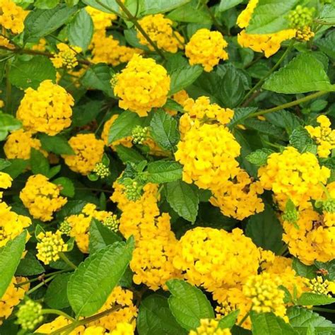 How To Grow and Care For Yellow Lantana