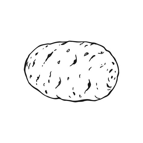 Patata Contorno Vegetal Aislado Mano PNG , Estilización, Almidón, Dibujado PNG y Vector para ...