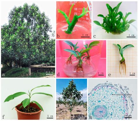 Plants | Special Issue : Advances and Applications in Plant Tissue Culture