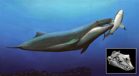 鲸鱼为什么不是鱼，为什么能生活在水里 - 鱼百科