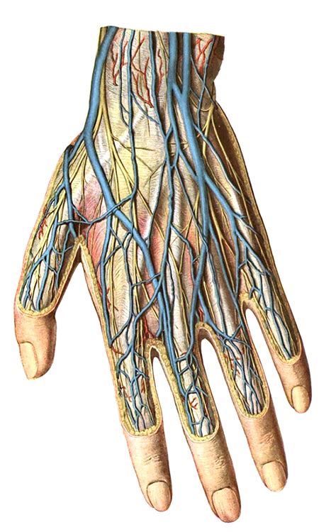 Sobotta 1909 fig.713 - Superficial nerves and vessels of the back of the hand - no labels ...