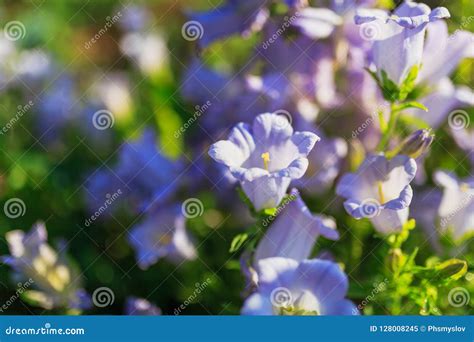 Purple Canterbury Bells Flowers, Landscape Stock Image - Image of ...