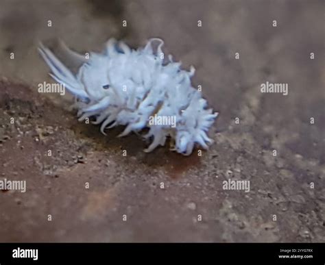 Mealybug Destroyer (Cryptolaemus montrouzieri Stock Photo - Alamy