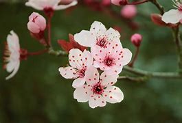 Image result for Okame Cherry Tree Size