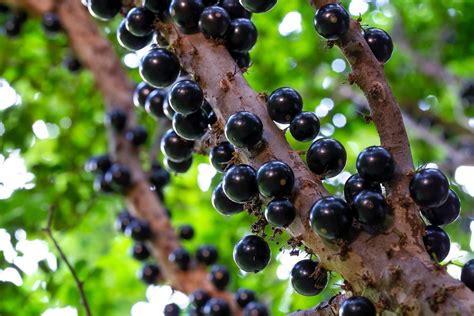 Un amargo Jabuticaba - ETCO