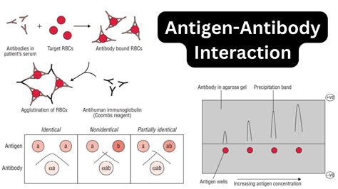 Antigenantibody Reaction Each Antibody Is Able To Bind