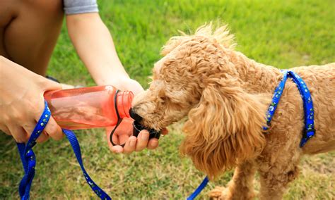 Top Tips to Keep Your Dog Hydrated During Summer – Pet Set Go