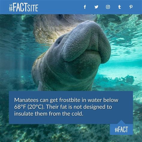 70 interesting animal fact images – Artofit