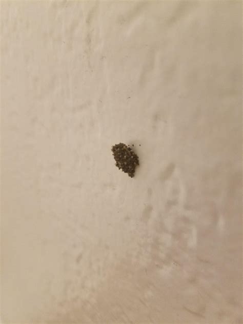 Whats causing black holes my sheetrock wall - DoItYourself.com Community Forums