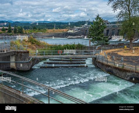 Fish ladders, Bonneville Dam, Columbia River Gorge National Scenic Area ...