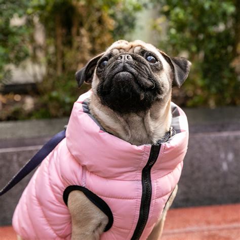 Blue and Navy Dog Puffer Jacket – Hugo & Hudson London