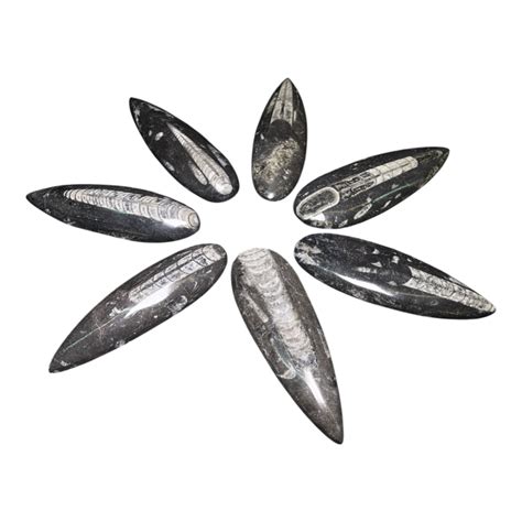 Orthoceras Fossil – CrystalCaveIndia