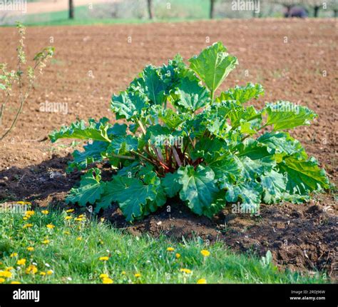 Rheum rhaponticum medicinal plant hi-res stock photography and images ...