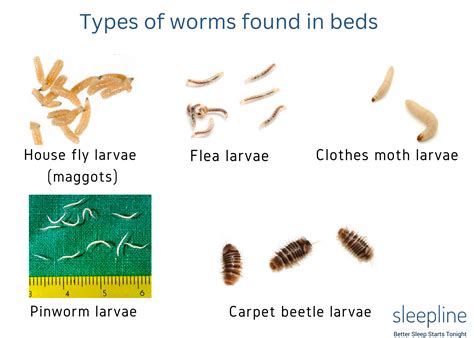 Are Bed Worms Bed Bugs at Nancy Milne blog