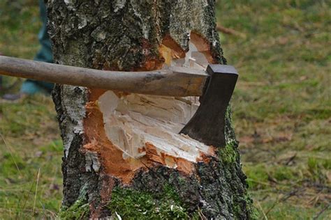 砍树的伐木工人使用锯 库存图片. 图片 包括有 剪切, 裂片, 结构树, 伐木工人, 树干, 日志记录器 - 31547531